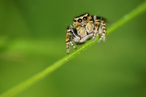 Kliknij na zdjęcie, żeby zobaczyć w pełnych wymiarach