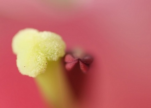 Kliknij na zdjęcie, żeby zobaczyć w pełnych wymiarach