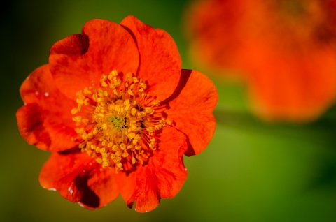 Kliknij na zdjęcie, żeby zobaczyć w pełnych wymiarach