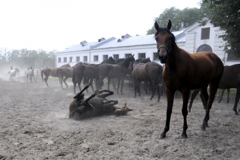 Kliknij na zdjęcie, żeby zobaczyć w pełnych wymiarach