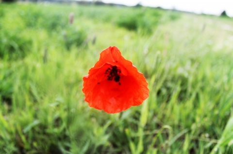 Kliknij na zdjęcie, żeby zobaczyć w pełnych wymiarach