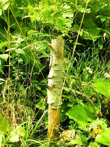 Kliknij na zdjęcie, żeby zobaczyć w pełnych wymiarach