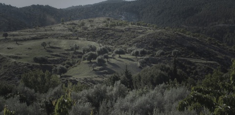 Kliknij na zdjęcie, żeby zobaczyć w pełnych wymiarach