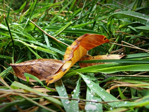 Kliknij na zdjęcie, żeby zobaczyć w pełnych wymiarach