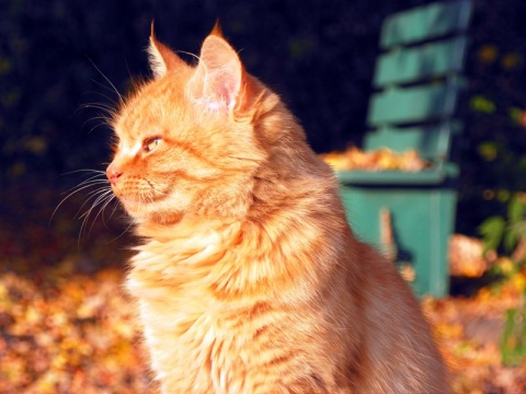 Kliknij na zdjęcie, żeby zobaczyć w pełnych wymiarach