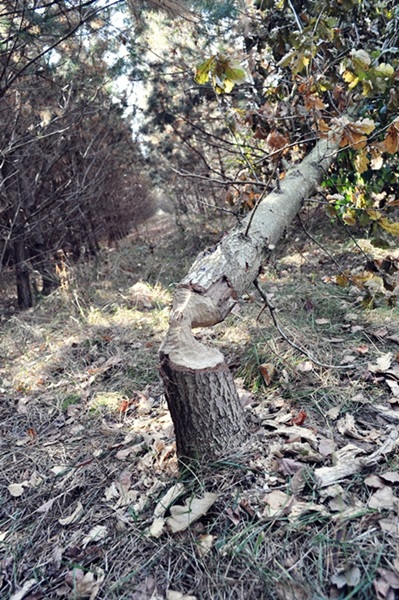 Kliknij na zdjęcie, żeby zobaczyć w pełnych wymiarach