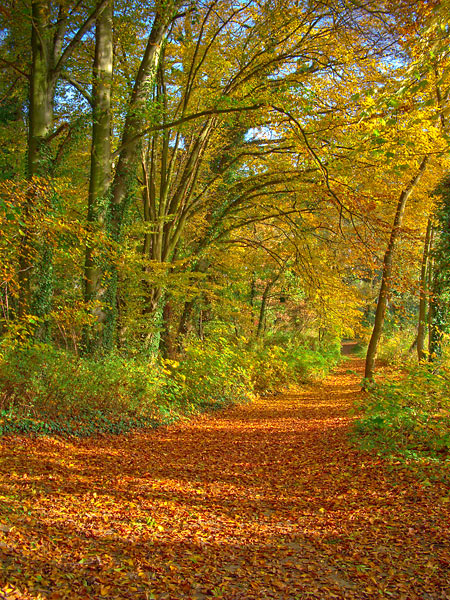 Kliknij na zdjęcie, żeby zobaczyć w pełnych wymiarach
