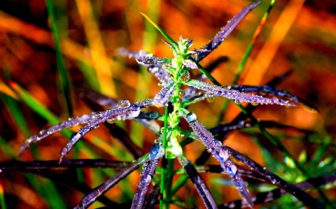 Kliknij na zdjęcie, żeby zobaczyć w pełnych wymiarach