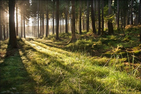 Kliknij na zdjęcie, żeby zobaczyć w pełnych wymiarach