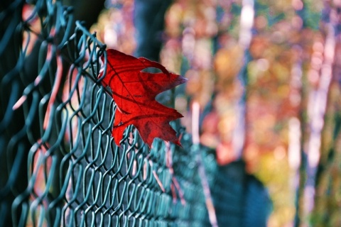 Kliknij na zdjęcie, żeby zobaczyć w pełnych wymiarach