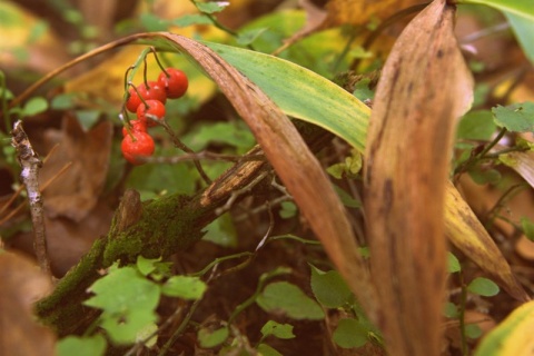Kliknij na zdjęcie, żeby zobaczyć w pełnych wymiarach