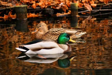 Kliknij na zdjęcie, żeby zobaczyć w pełnych wymiarach