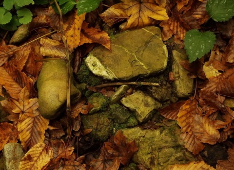 Kliknij na zdjęcie, żeby zobaczyć w pełnych wymiarach