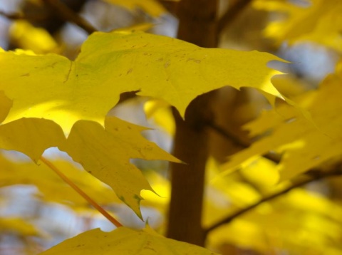 Kliknij na zdjęcie, żeby zobaczyć w pełnych wymiarach