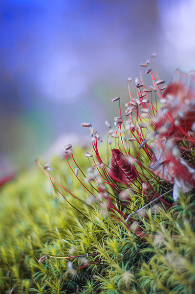 Kliknij na zdjęcie, żeby zobaczyć w pełnych wymiarach