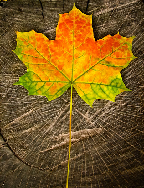 Kliknij na zdjęcie, żeby zobaczyć w pełnych wymiarach