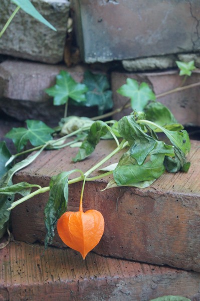 Kliknij na zdjęcie, żeby zobaczyć w pełnych wymiarach