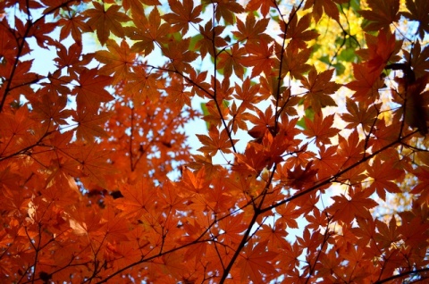 Kliknij na zdjęcie, żeby zobaczyć w pełnych wymiarach