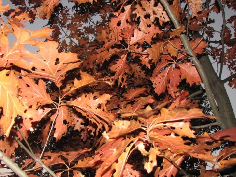 Kliknij na zdjęcie, żeby zobaczyć w pełnych wymiarach