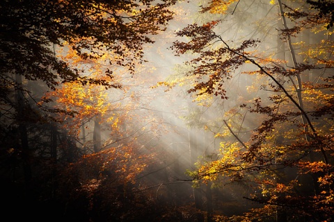 Kliknij na zdjęcie, żeby zobaczyć w pełnych wymiarach