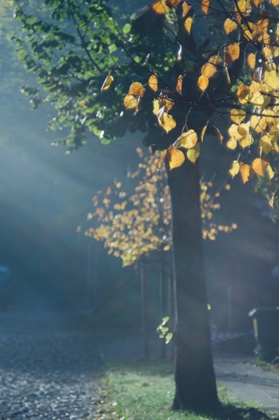 Kliknij na zdjęcie, żeby zobaczyć w pełnych wymiarach