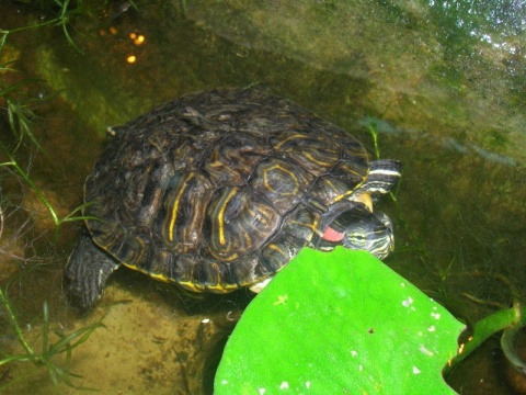 Kliknij na zdjęcie, żeby zobaczyć w pełnych wymiarach