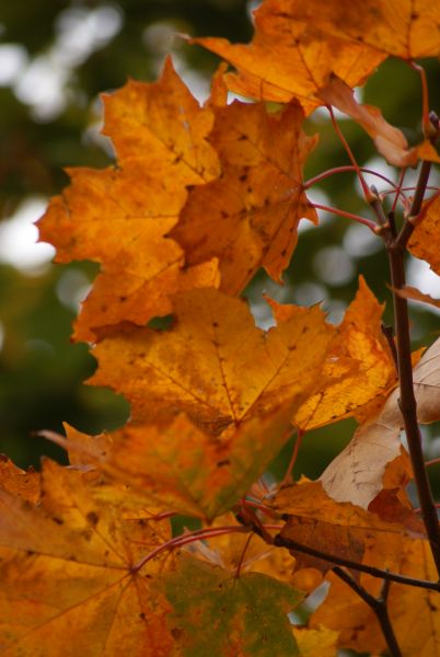 Kliknij na zdjęcie, żeby zobaczyć w pełnych wymiarach