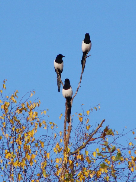 Kliknij na zdjęcie, żeby zobaczyć w pełnych wymiarach