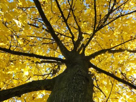 Kliknij na zdjęcie, żeby zobaczyć w pełnych wymiarach