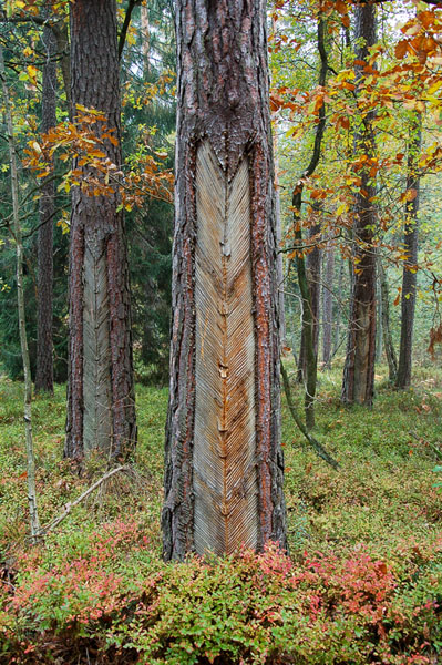 Kliknij na zdjęcie, żeby zobaczyć w pełnych wymiarach