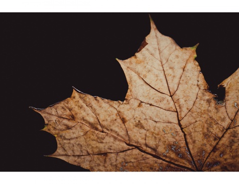 Kliknij na zdjęcie, żeby zobaczyć w pełnych wymiarach