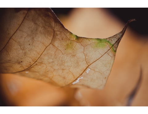 Kliknij na zdjęcie, żeby zobaczyć w pełnych wymiarach