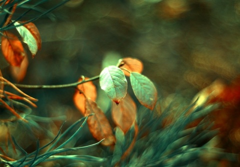 Kliknij na zdjęcie, żeby zobaczyć w pełnych wymiarach