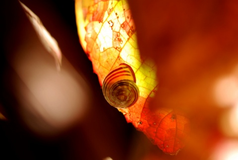 Kliknij na zdjęcie, żeby zobaczyć w pełnych wymiarach