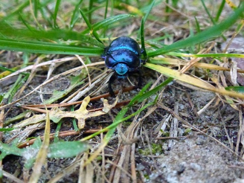 Kliknij na zdjęcie, żeby zobaczyć w pełnych wymiarach