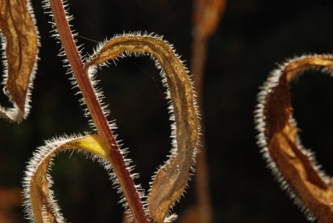 Kliknij na zdjęcie, żeby zobaczyć w pełnych wymiarach