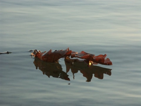 Kliknij na zdjęcie, żeby zobaczyć w pełnych wymiarach