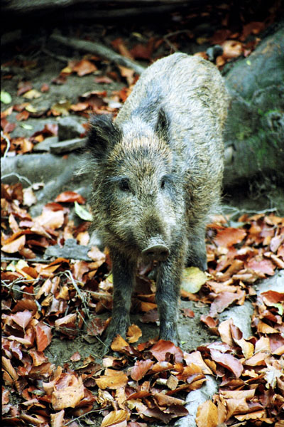 Kliknij na zdjęcie, żeby zobaczyć w pełnych wymiarach