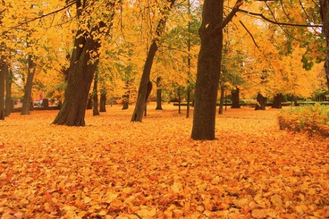 Kliknij na zdjęcie, żeby zobaczyć w pełnych wymiarach