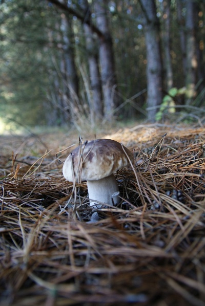 Kliknij na zdjęcie, żeby zobaczyć w pełnych wymiarach