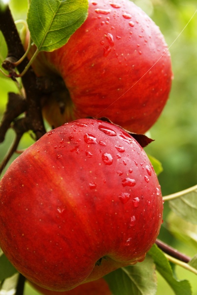 Kliknij na zdjęcie, żeby zobaczyć w pełnych wymiarach