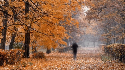 Kliknij na zdjęcie, żeby zobaczyć w pełnych wymiarach