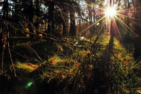 Kliknij na zdjęcie, żeby zobaczyć w pełnych wymiarach