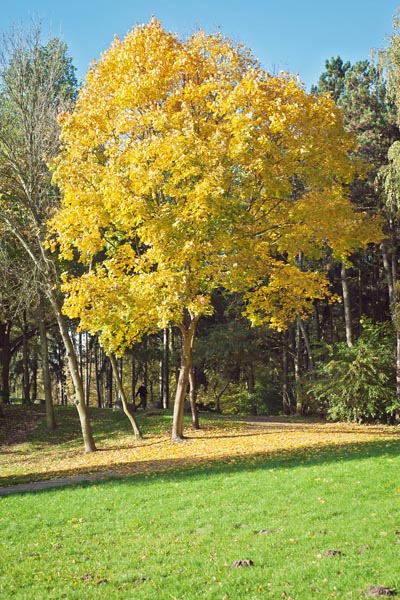 Kliknij na zdjęcie, żeby zobaczyć w pełnych wymiarach