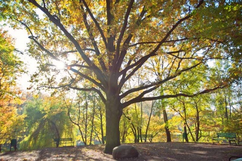 Kliknij na zdjęcie, żeby zobaczyć w pełnych wymiarach