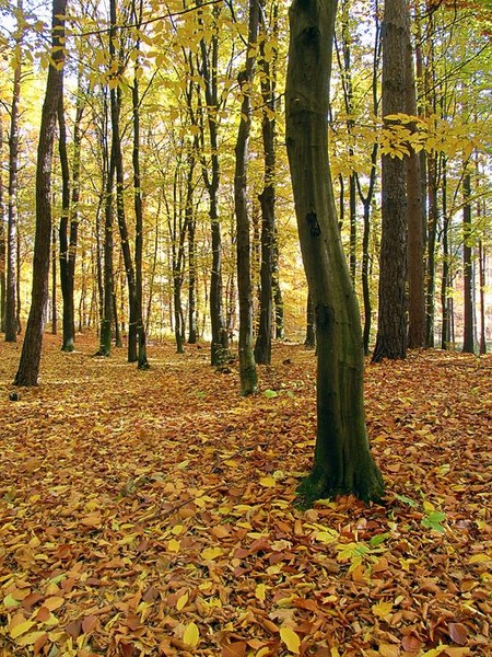 Kliknij na zdjęcie, żeby zobaczyć w pełnych wymiarach