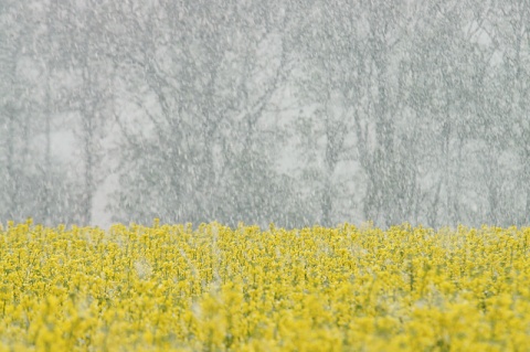 Kliknij na zdjęcie, żeby zobaczyć w pełnych wymiarach