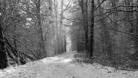 Kliknij na zdjęcie, żeby zobaczyć w pełnych wymiarach