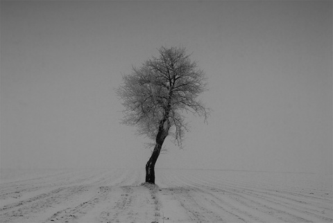 Kliknij na zdjęcie, żeby zobaczyć w pełnych wymiarach