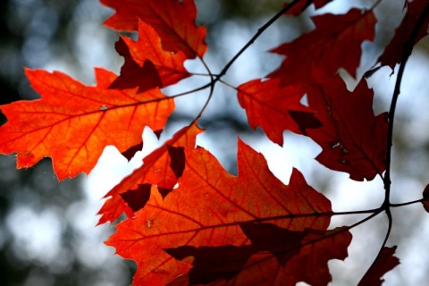 Kliknij na zdjęcie, żeby zobaczyć w pełnych wymiarach